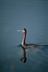 Great Diving Grebe