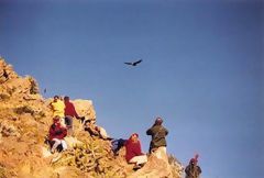 Condor flight, Colca