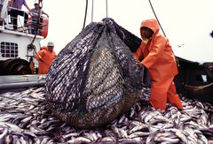 Industrial Fishing, Chimbote