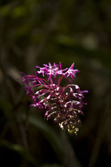 Orchid on the Way to Choquequirao