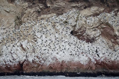 Peruvian Boobies in Paracas National Reserve