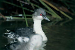 Diving Grebe