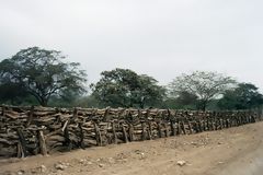 Fence woven with carob wood, Lambayeque