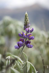 Orchid on the Way to Choquequirao