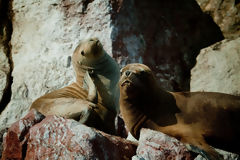 Sea Lions