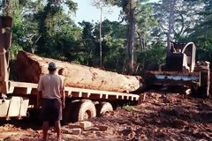 Forest Logging in Madre de Dios