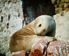 Sea Lion