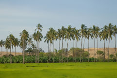 Virril Estuary