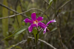 Orchid on the Way to Choquequirao