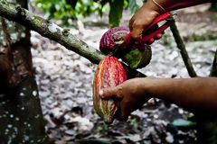 Cacao Harvest