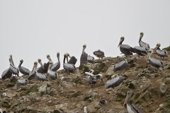 Pelicans in Paracas