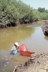 Larvae fisher immersed in the mangrove waters