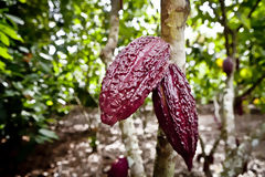 Cocoa Fruits