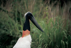 Jabiru