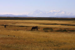 Puno landscape