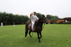 Peruvian Paso horse