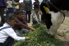 Agricultural Fair