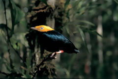 Golden-Headed Manakin