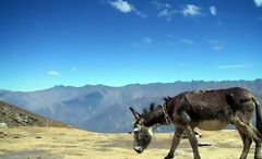 White Cordillera