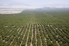 Avocado Cultivation