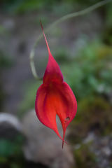 Masdevallia Veitchiana Orchid