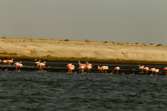 Flamingos