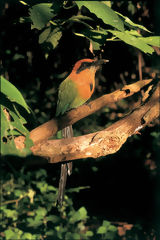 Broad-billed Carpenter in Contaya