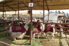 Alpaca Exhibition