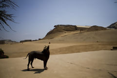 Peruvian hairless dog