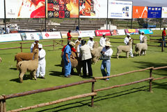 Alpaca Exhibition