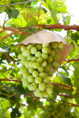 Grape Cultivation