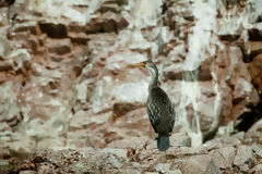 Red-legged Cormorant