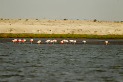 Flamingos