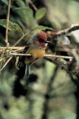 Jhonson's Tody-Tyrant