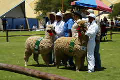 Alpaca Exhibition