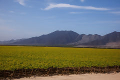 Grape Cultivation