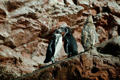 Humboldt penguins