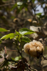 Native Cotton