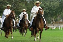 Peruvian Paso horse