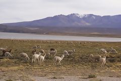 Alpacas at Lariscota Lagoon