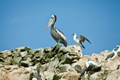 Pelican and Common Boobies