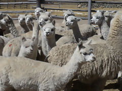 Alpacas