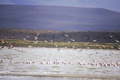 Flamingos in Lariscota lagoon