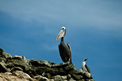 Pelican and Common Booby