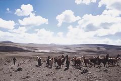 Herd of Llamas, Caylloma