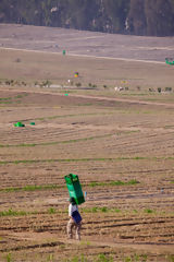 Asparagus Harvest