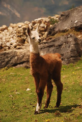 Llama at the Kuelap Archaeological Complex