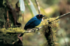 Masked Flowerpiercer at Huamanpata