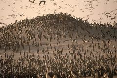 Birds in Punta Coles