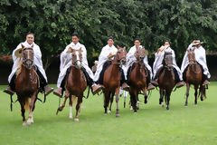 Peruvian Paso horse